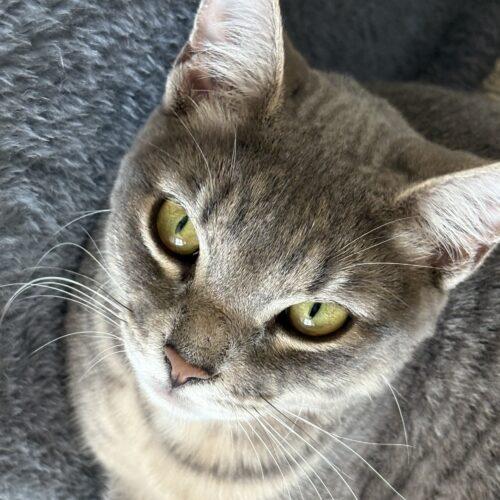 Enlarge Hillary, a Adoptable Domestic Short Hair in Kenosha, WI image 1/6