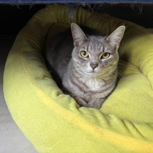Hillary, a Adoptable Domestic Short Hair in Kenosha, WI image 3/5