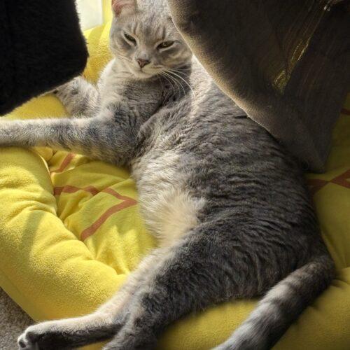 Enlarge Hillary, a Adoptable Domestic Short Hair in Kenosha, WI image 4/6