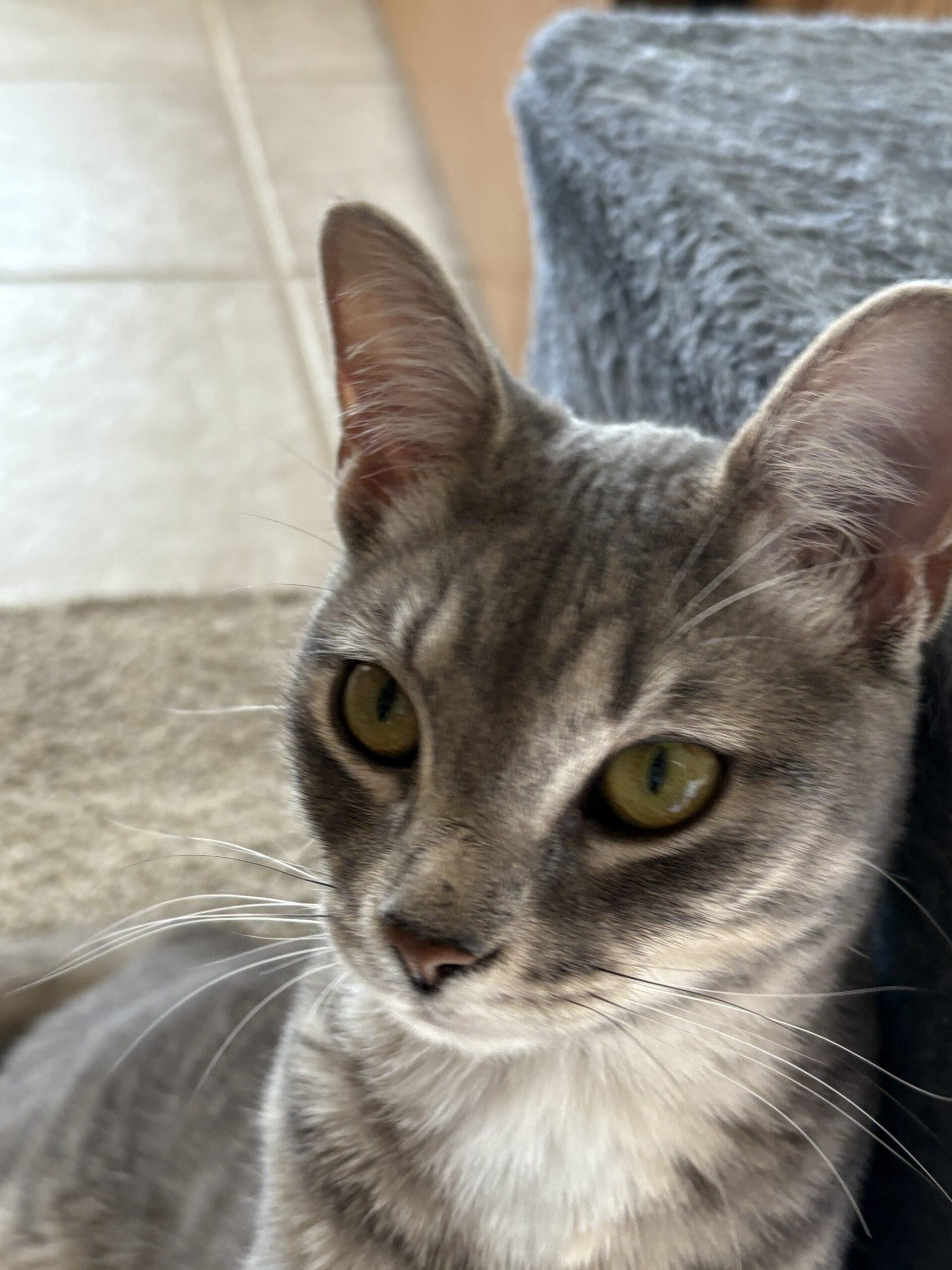 Enlarge Hillary, a Adoptable Domestic Short Hair in Kenosha, WI image 5/6