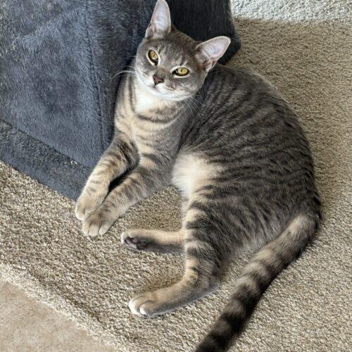 Enlarge Hillary, a Adoptable Domestic Short Hair in Kenosha, WI image 6/6