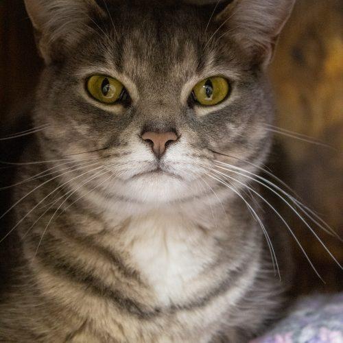 Hillary, a Adoptable Domestic Short Hair in Kenosha, WI image 5/5