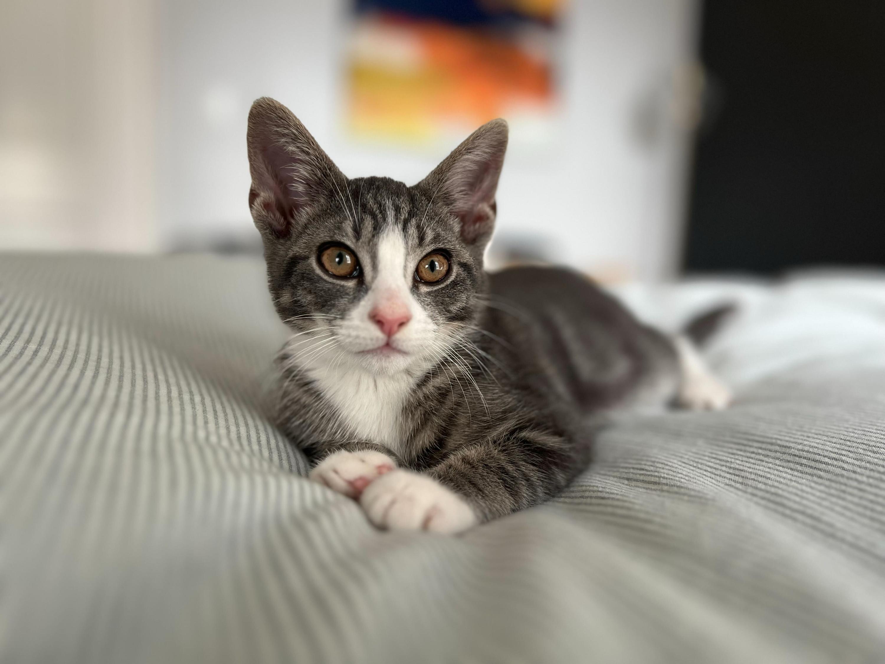 Chestnut, a ADOPTABLE Domestic Short Hair in Long Island City, NY image 1/6