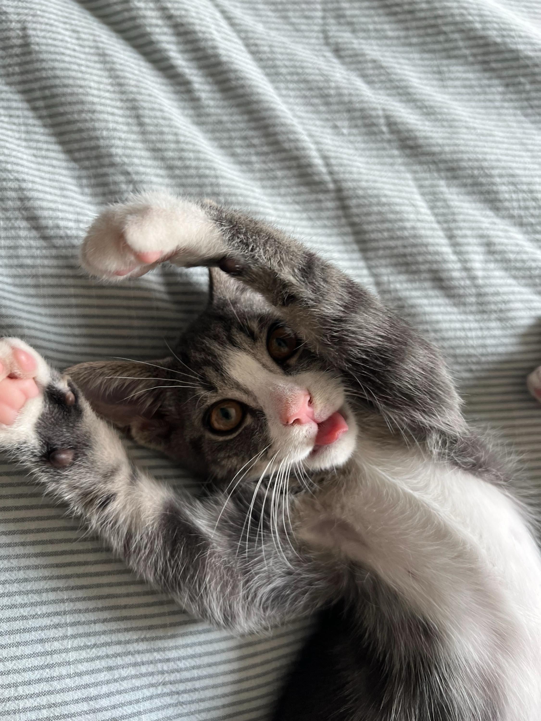 Chestnut, a ADOPTABLE Domestic Short Hair in Long Island City, NY image 4/6