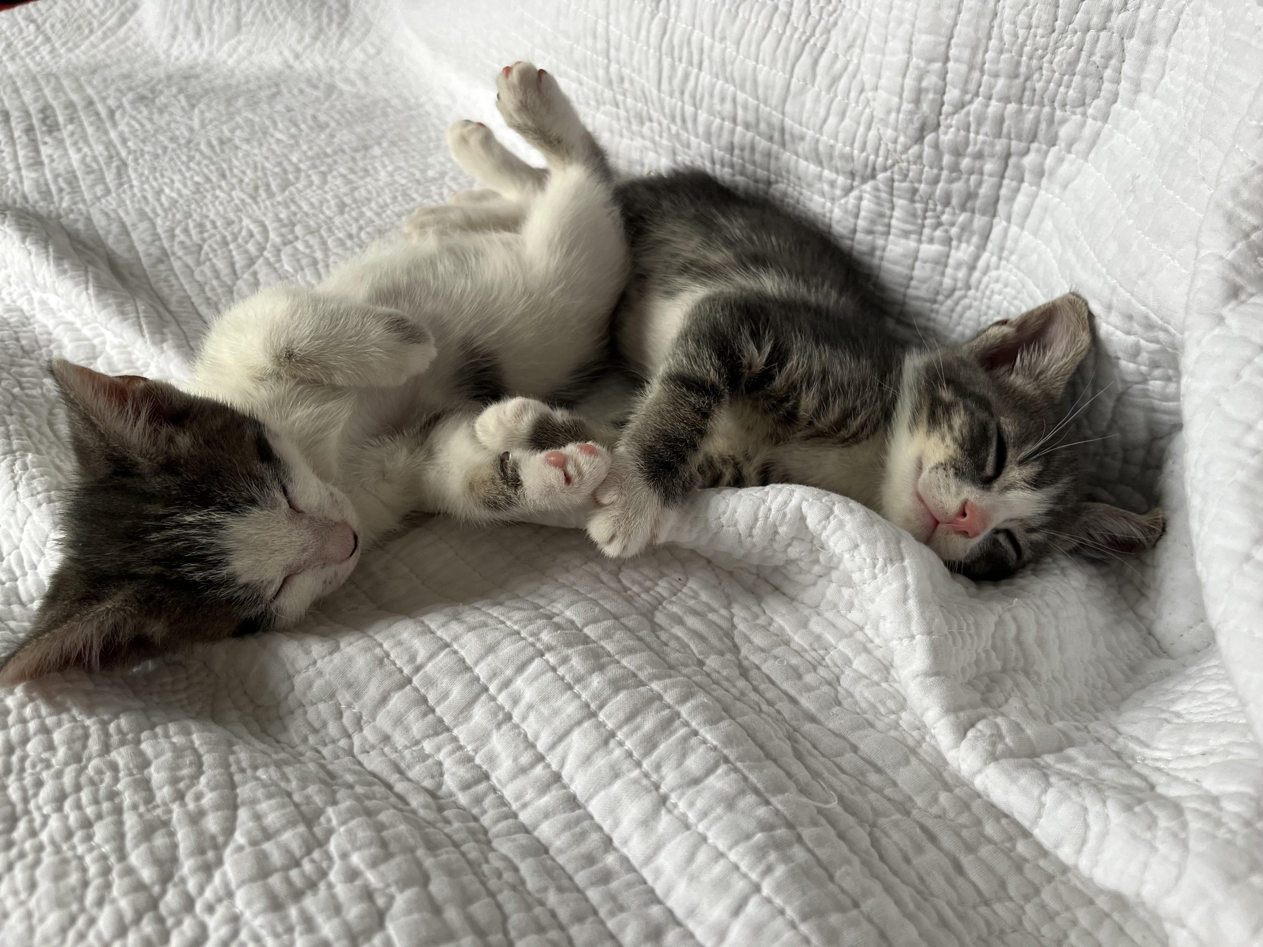 Chestnut, a ADOPTABLE Domestic Short Hair in Long Island City, NY image 5/6