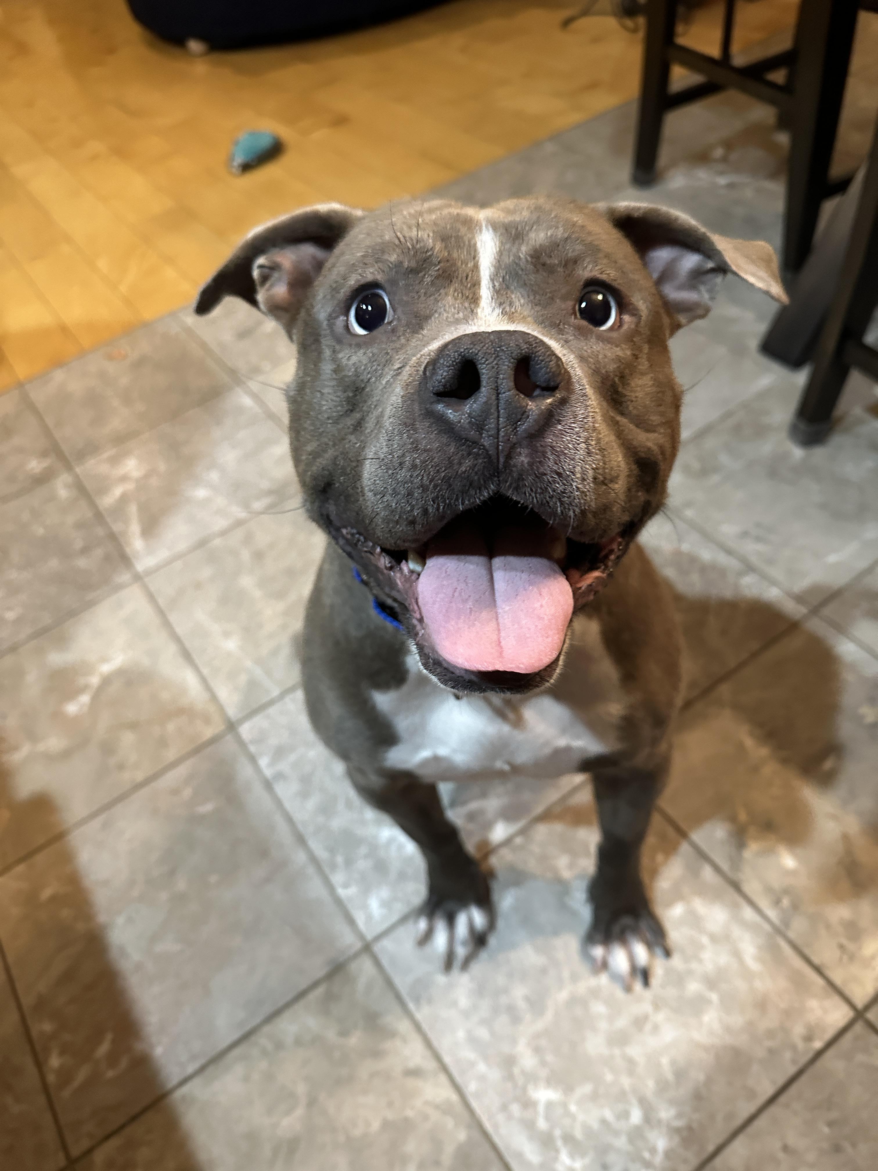 Enlarge Lieutenant  Dan, a Adoptable mixed breed in Troy, MI image 1/6