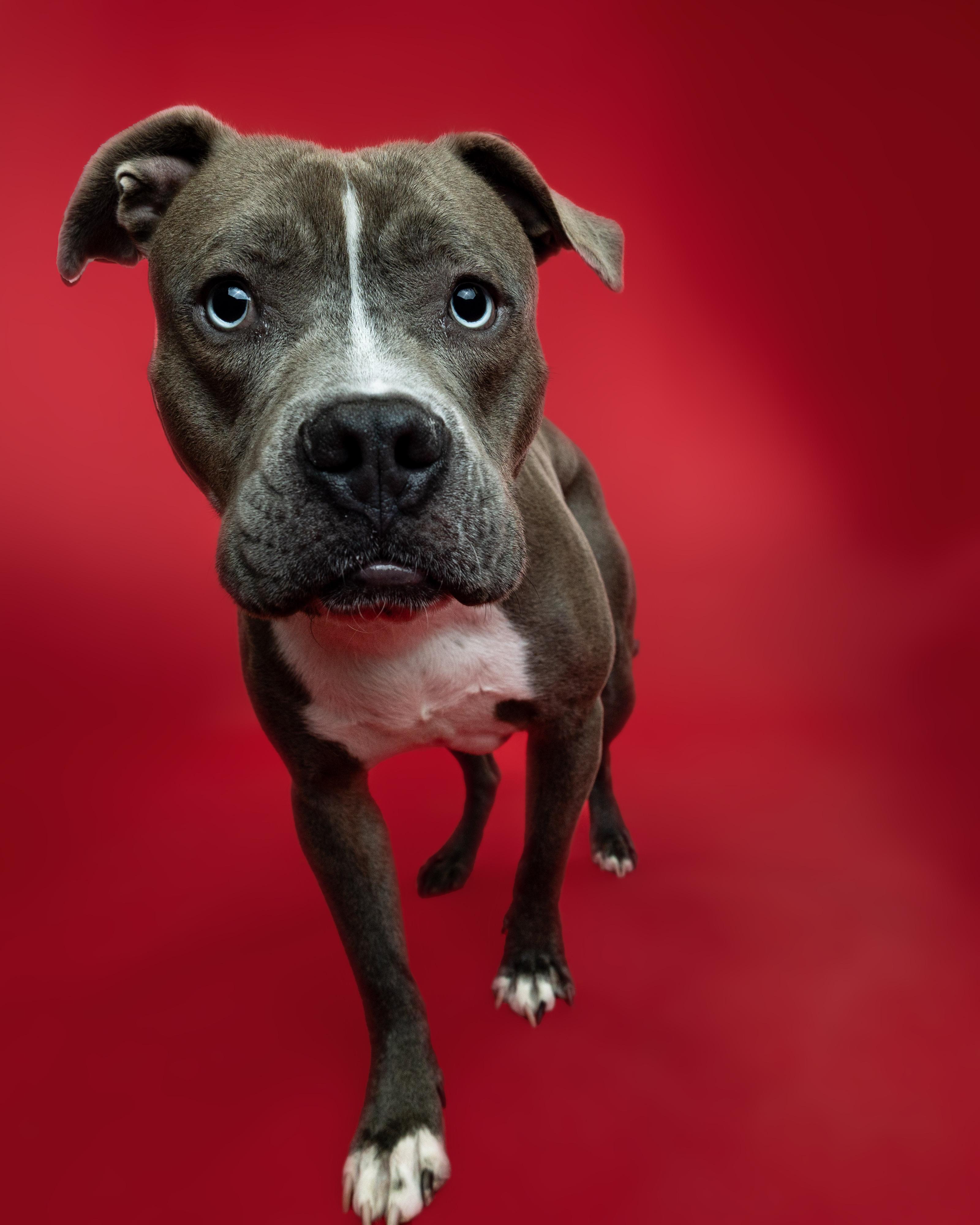 Enlarge Lieutenant  Dan, a Adoptable mixed breed in Troy, MI image 2/6