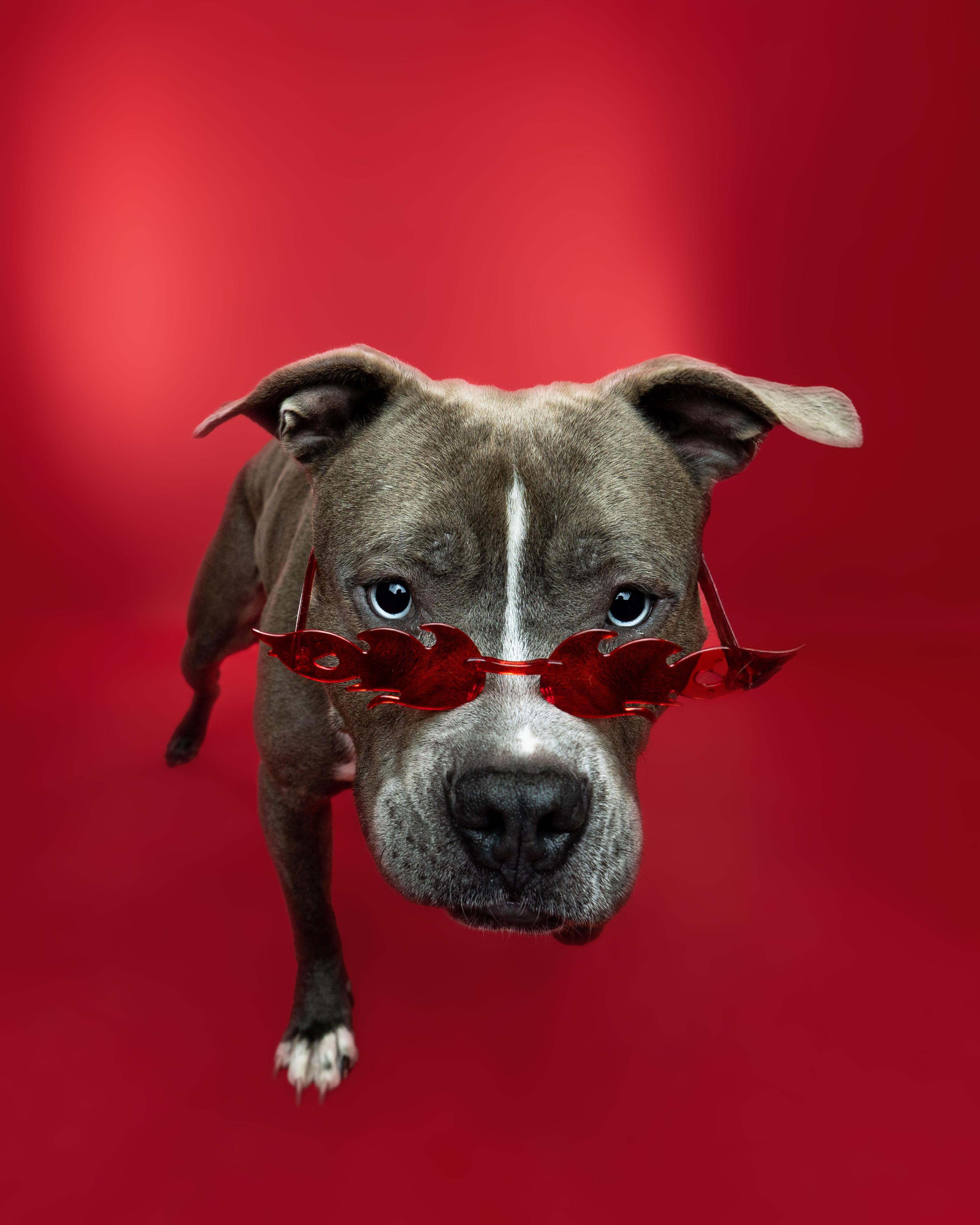 Enlarge Lieutenant  Dan, a Adoptable mixed breed in Troy, MI image 3/6