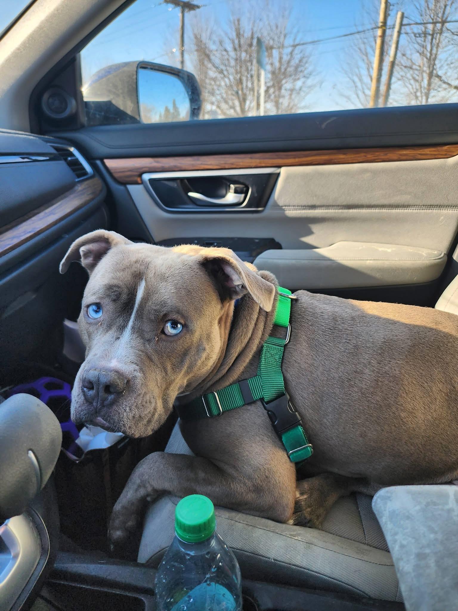 Enlarge Lieutenant  Dan, a Adoptable mixed breed in Troy, MI image 4/6