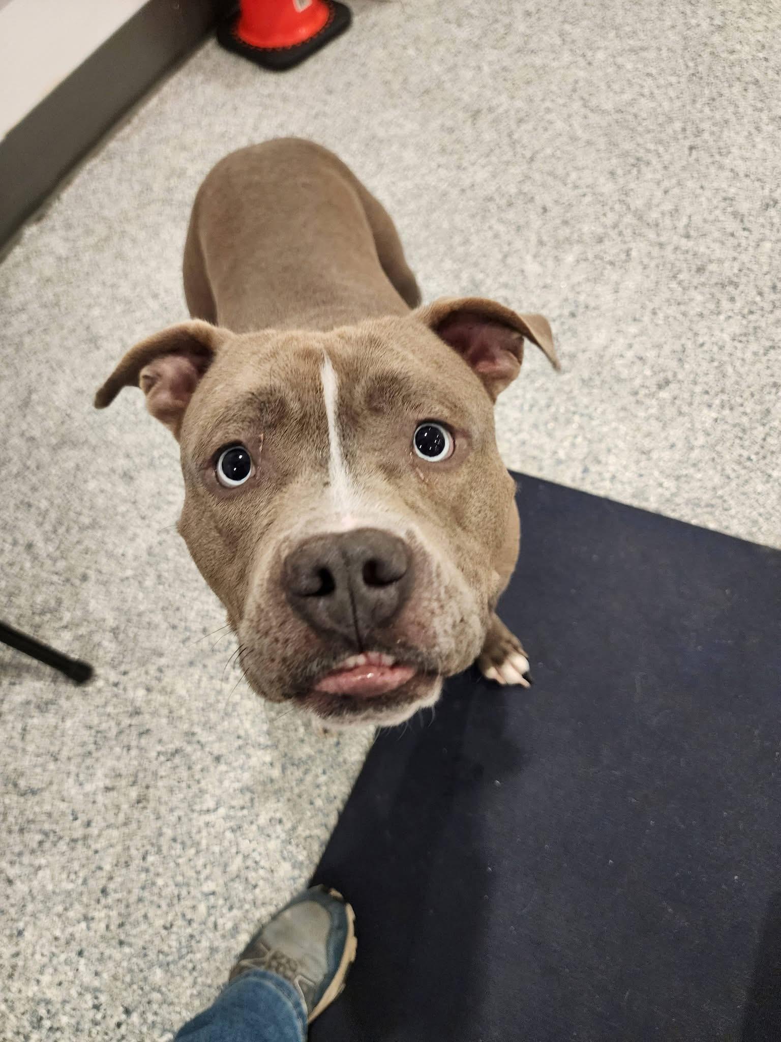 Enlarge Lieutenant  Dan, a Adoptable mixed breed in Troy, MI image 5/6