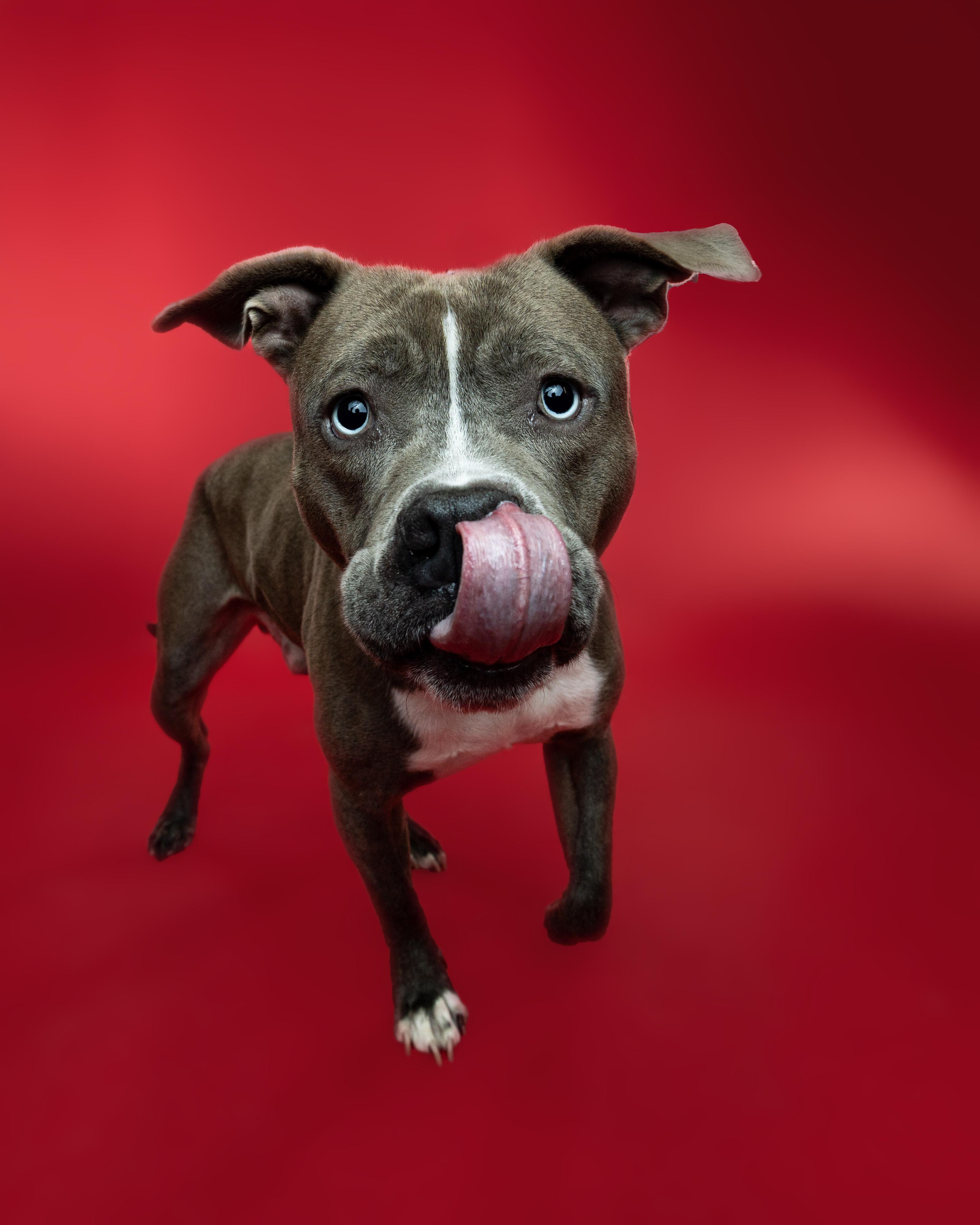 Enlarge Lieutenant  Dan, a Adoptable mixed breed in Troy, MI image 6/6