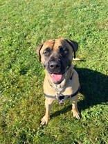 Enlarge Bruce, a Adoptable Cane Corso in Whitby, ON image 1/2
