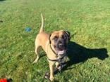 Enlarge Bruce, a Adoptable Cane Corso in Whitby, ON image 2/2