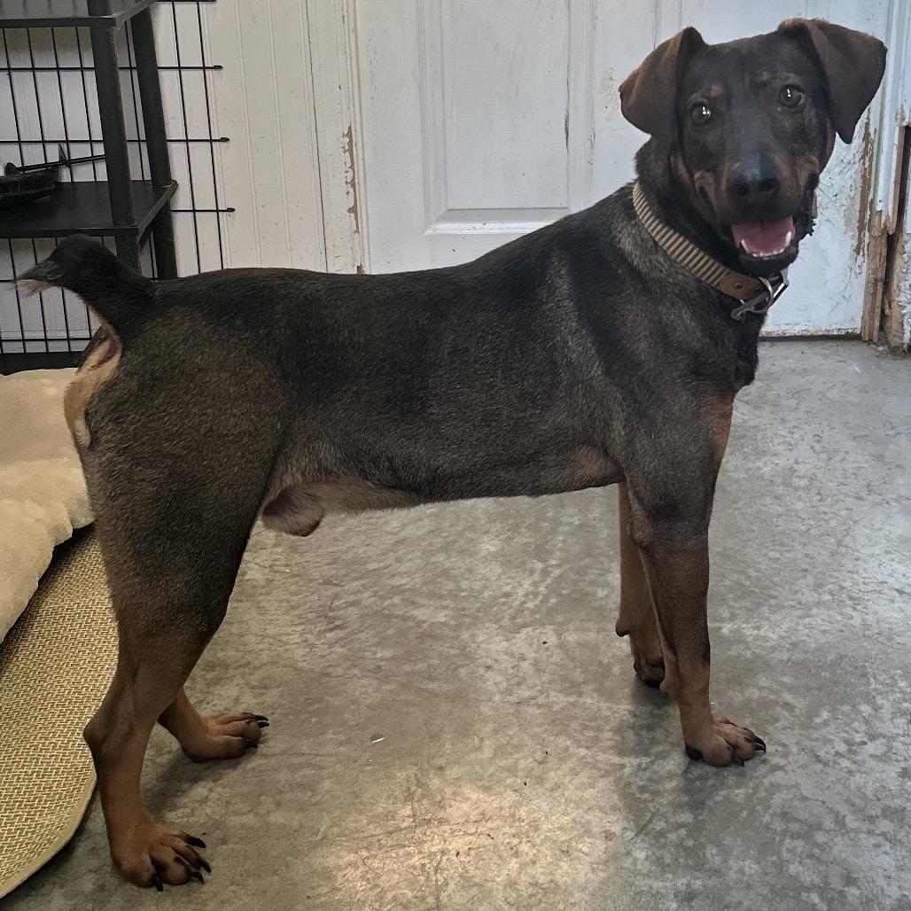 Enlarge Jasper, a Adoptable Doberman Pinscher in Falmouth, KY image 1/1