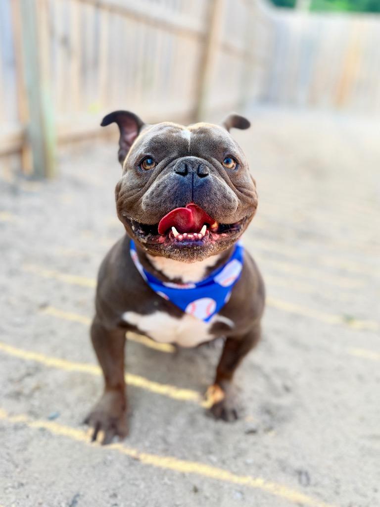 Joker, Adoptable, Adult Male American Bulldog.