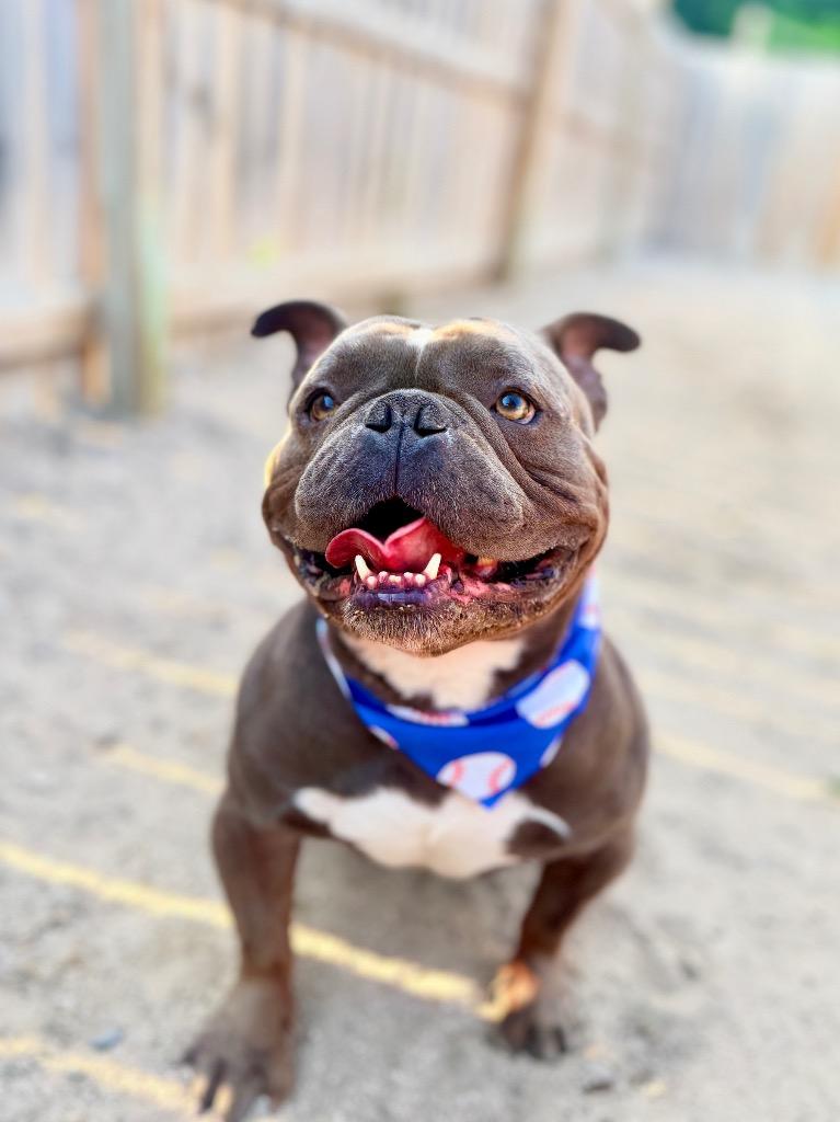 Enlarge Joker, a Adoptable American Bulldog in Muskegon, MI image 2/3
