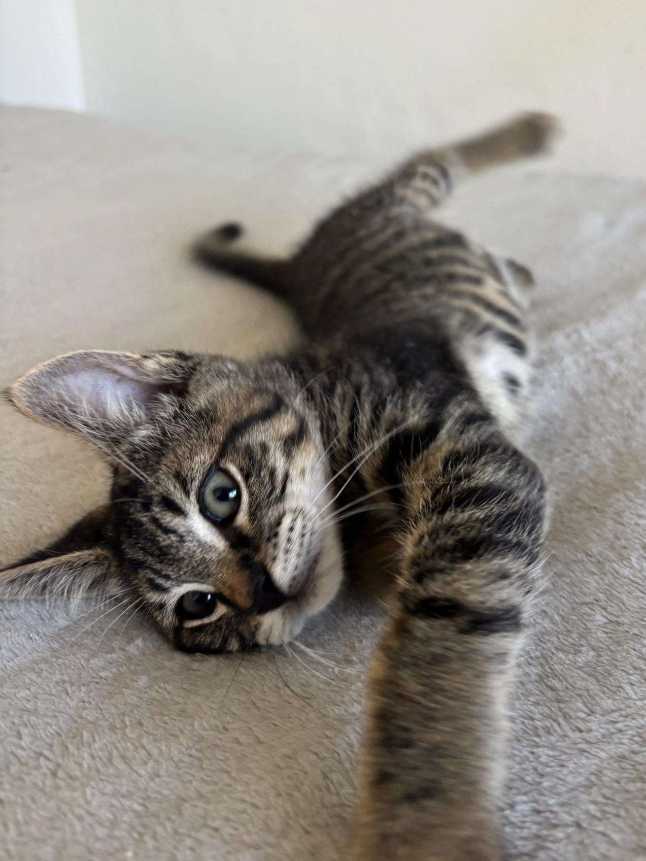 Garbanzo, Adoptable, Kitten Male Domestic Short Hair & Tabby.