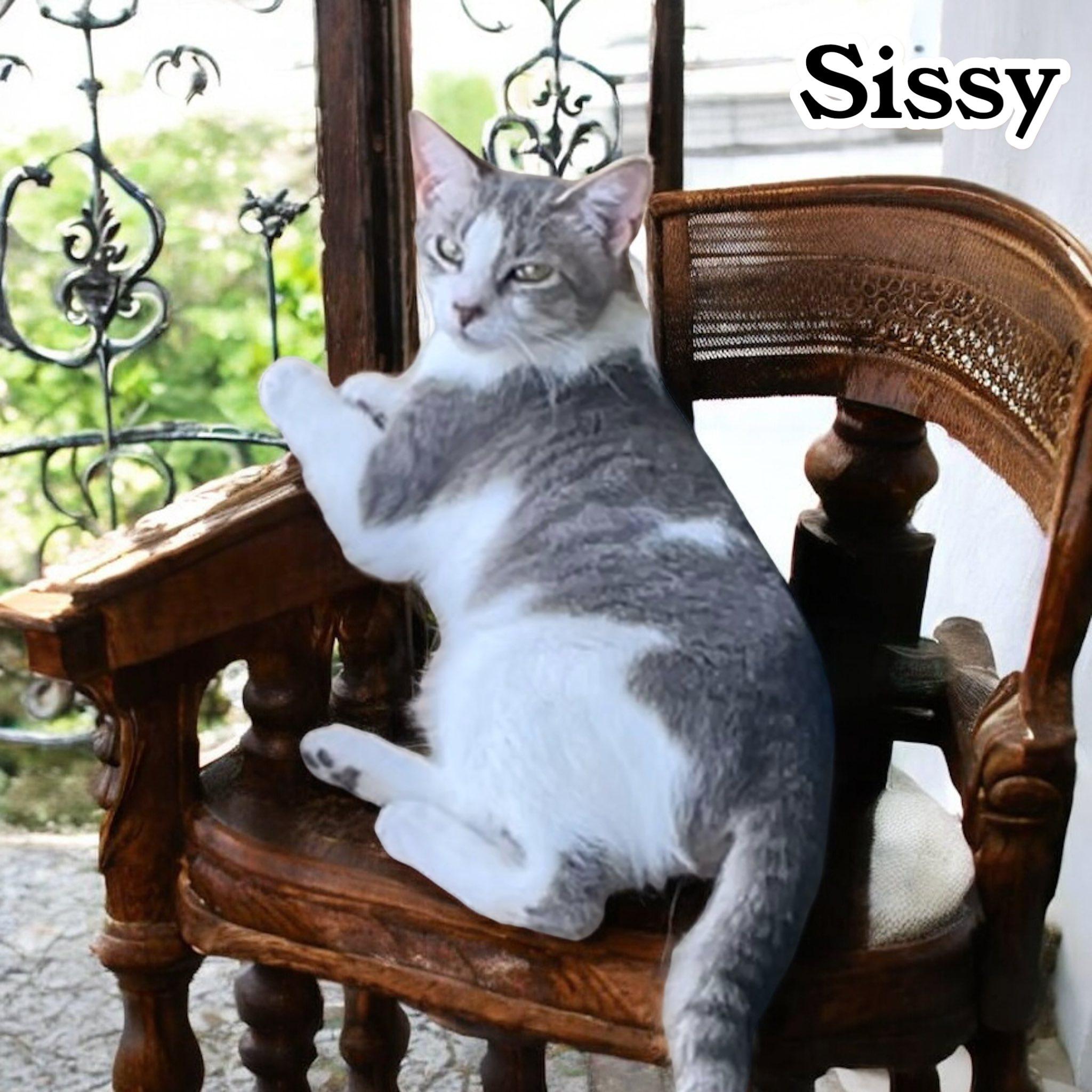 Sissy, Adoptable, Young Female Domestic Short Hair.