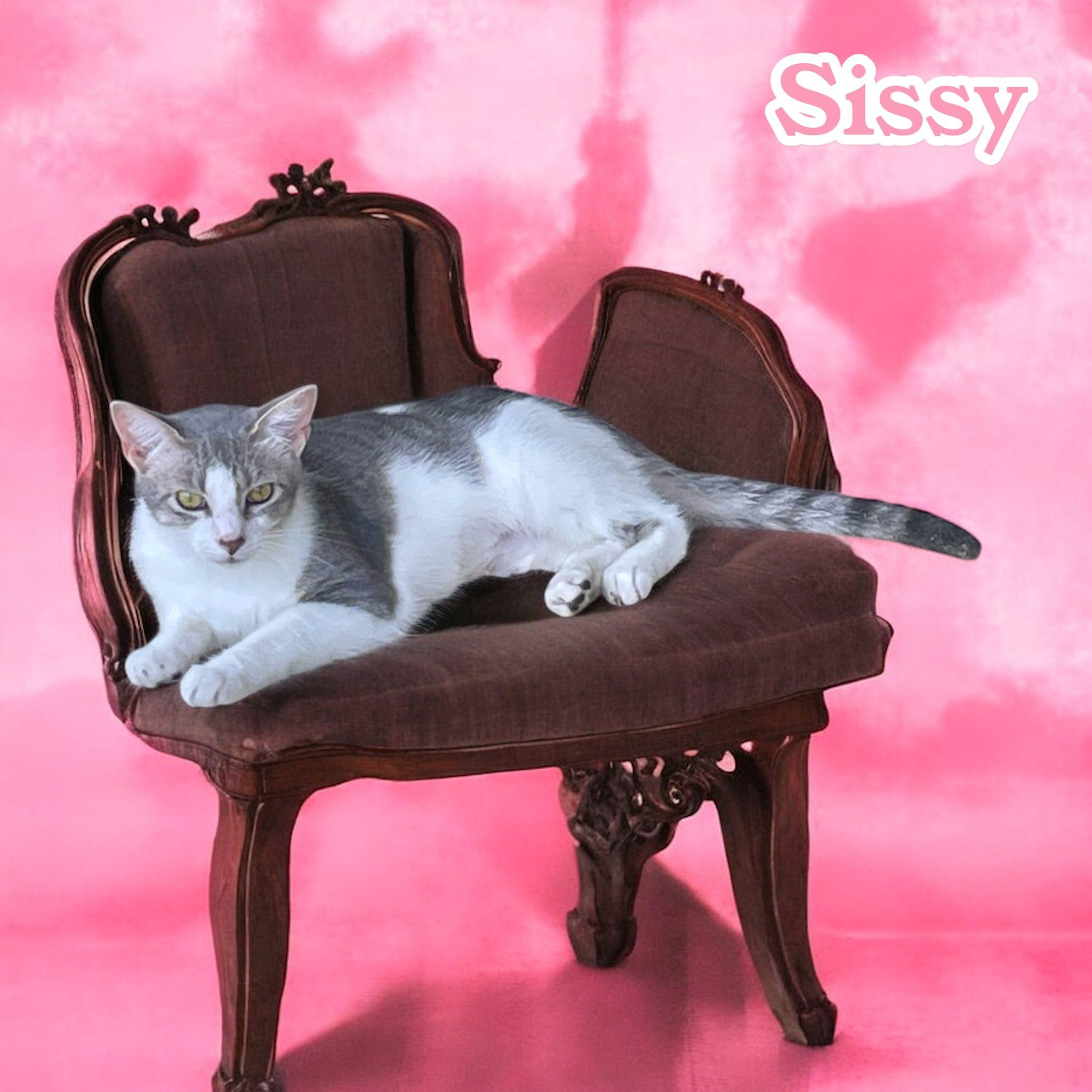 Sissy, a Adoptable Domestic Short Hair in Stratford, CT image 2/6