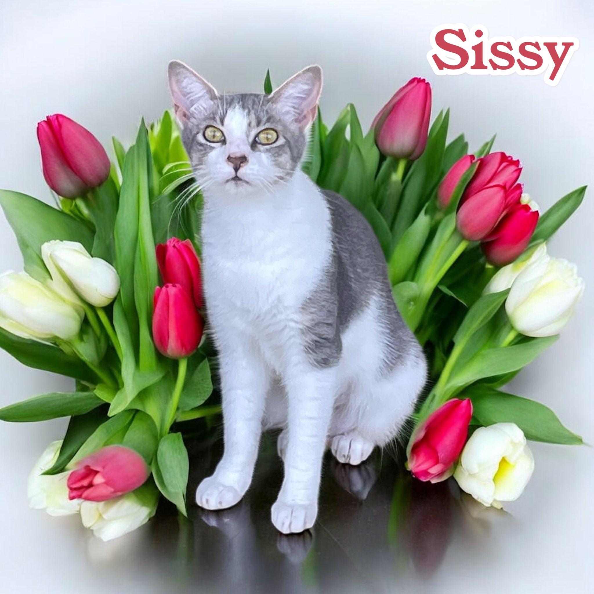 Sissy, a Adoptable Domestic Short Hair in Stratford, CT image 3/6