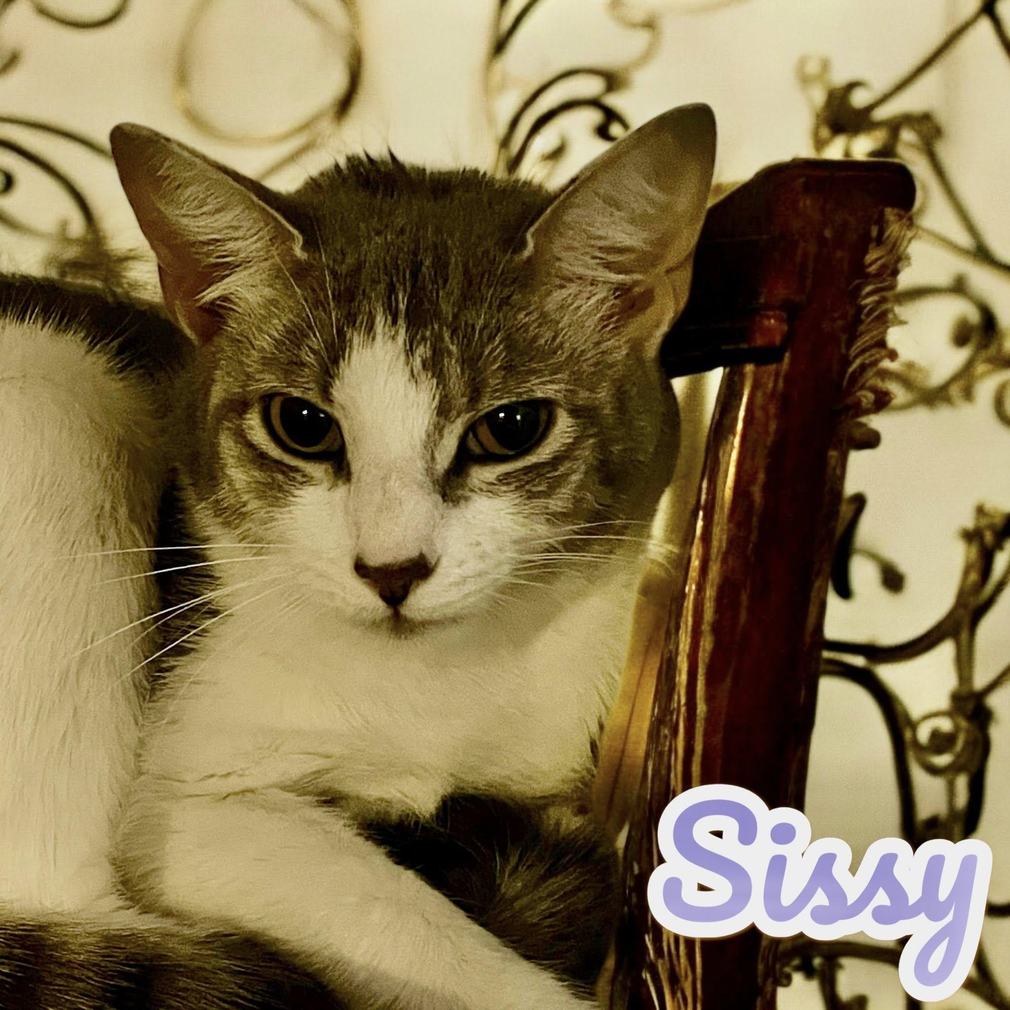 Sissy, a Adoptable Domestic Short Hair in Stratford, CT image 4/6
