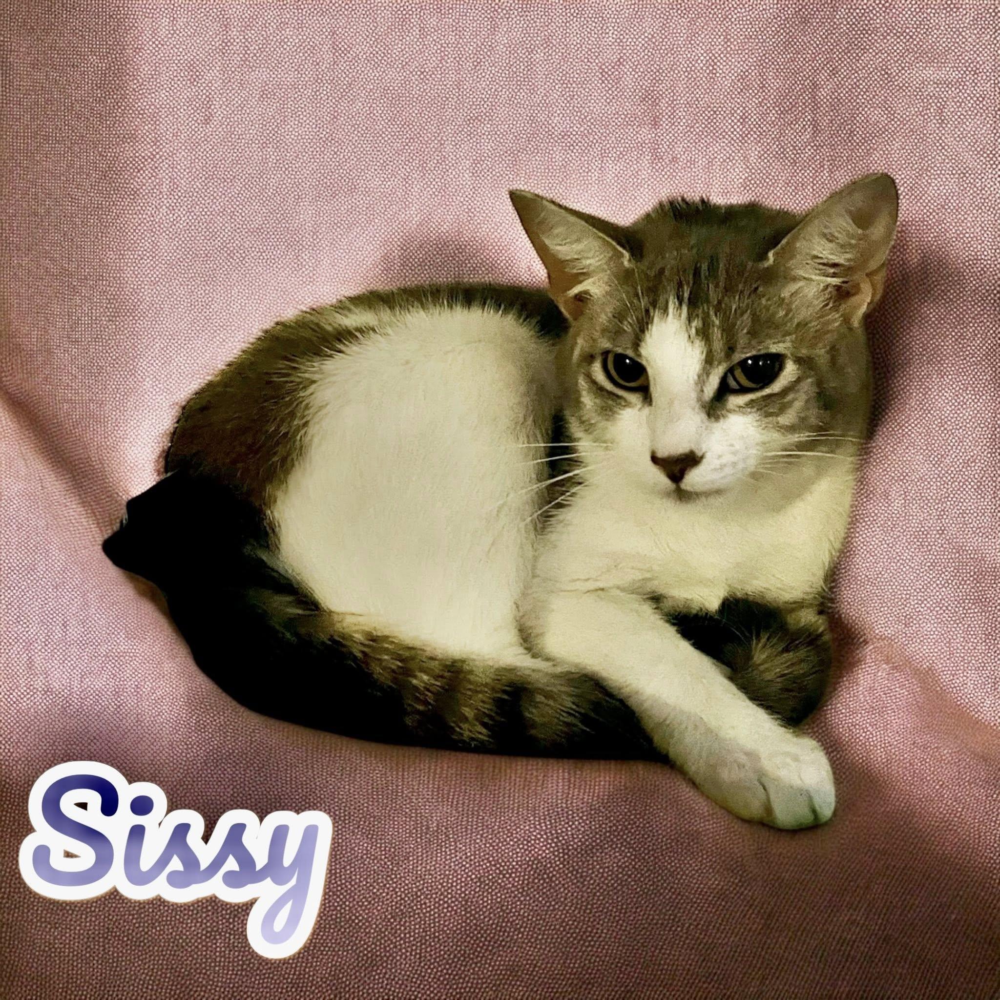 Sissy, a Adoptable Domestic Short Hair in Stratford, CT image 5/6