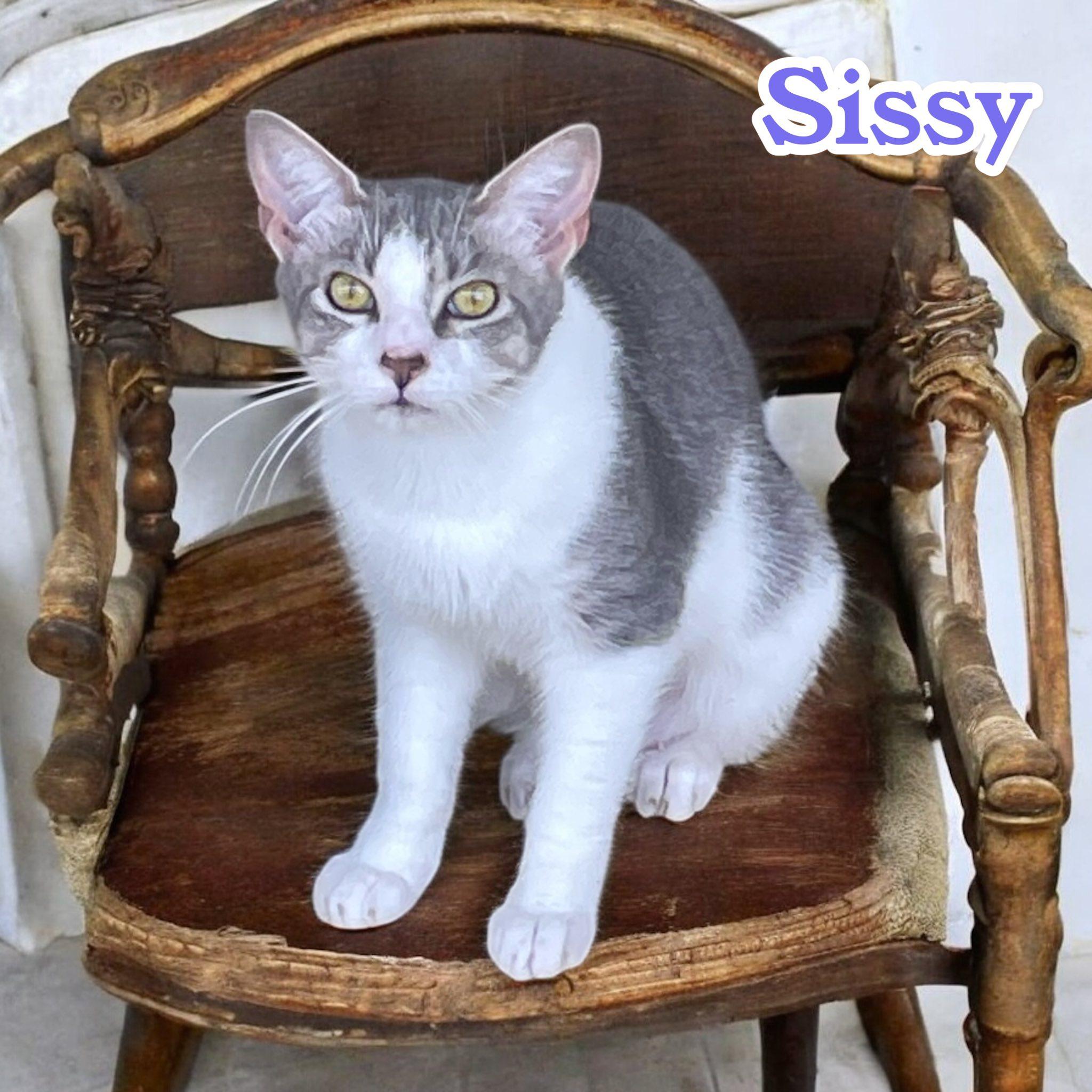Sissy, a Adoptable Domestic Short Hair in Stratford, CT image 6/6
