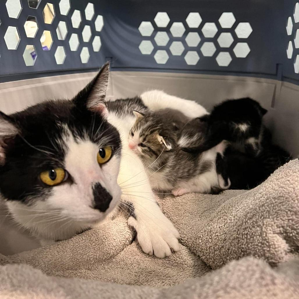 Enlarge Sissy, a Adoptable Domestic Short Hair in Edwardsville, IL image 3/5