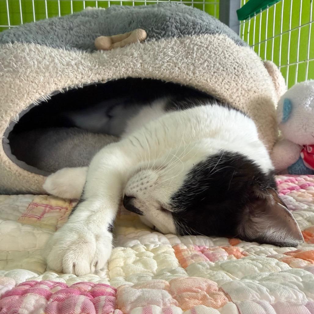 Enlarge Sissy, a Adoptable Domestic Short Hair in Edwardsville, IL image 4/5