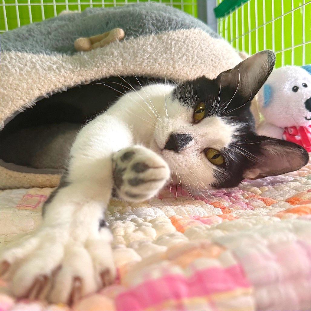 Enlarge Sissy, a Adoptable Domestic Short Hair in Edwardsville, IL image 5/5