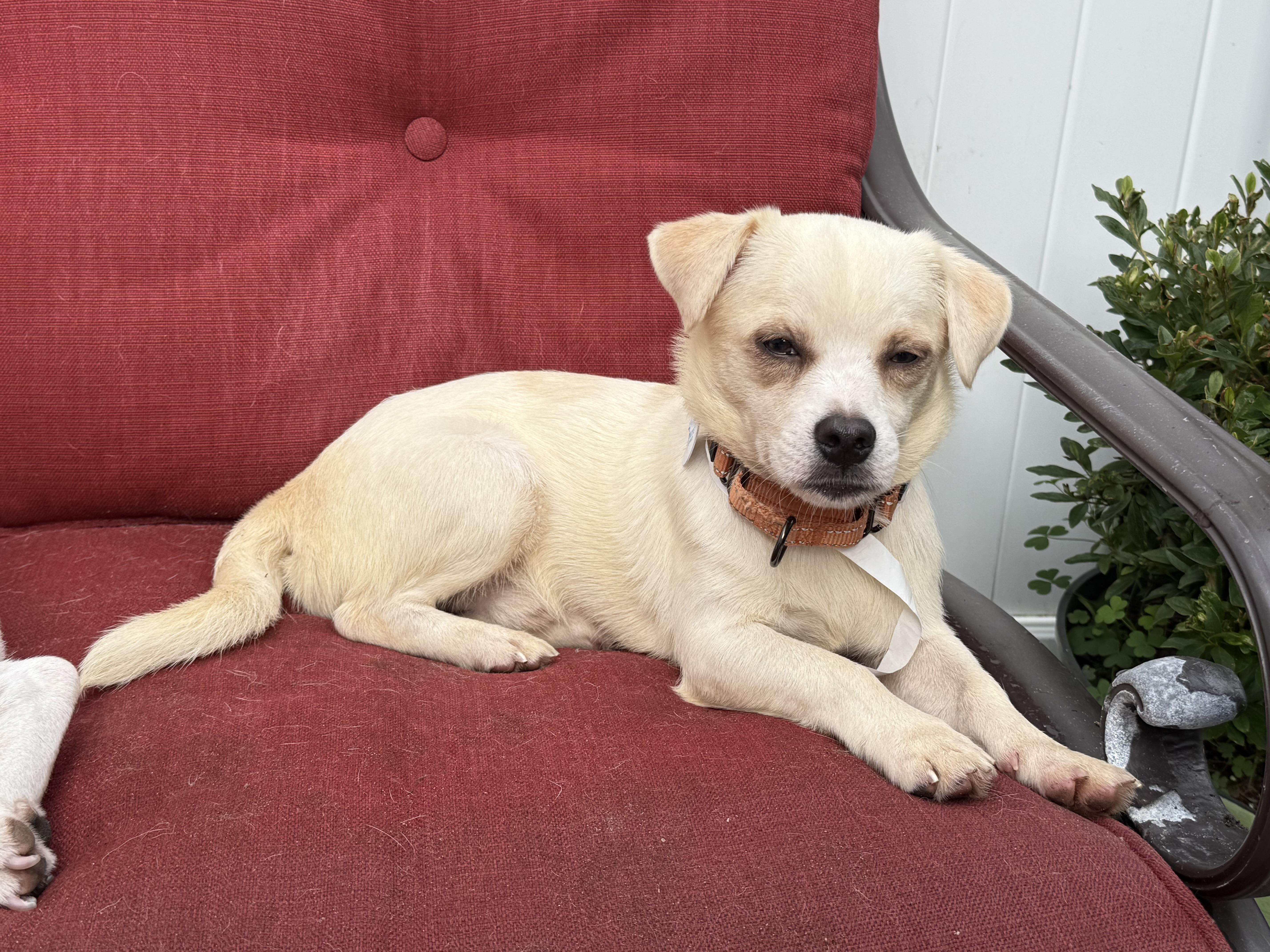 Chuck Berry thumbnail 2