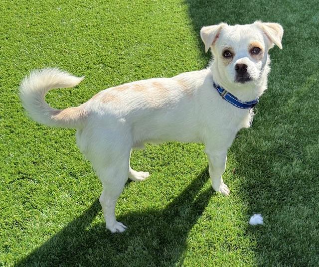 Chuck Berry thumbnail 4