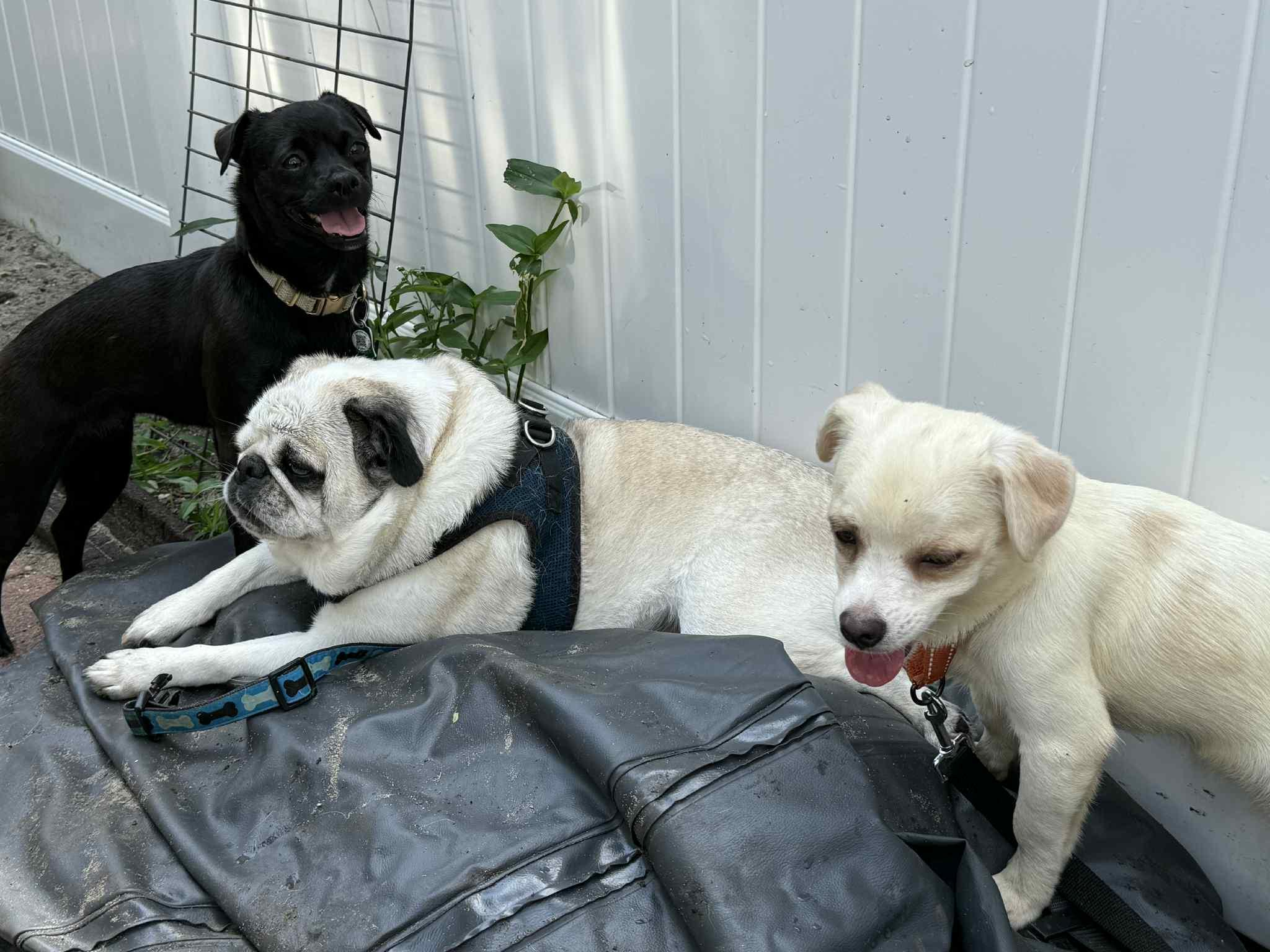 Chuck Berry thumbnail 3