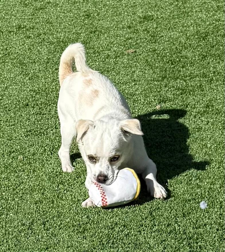 Chuck Berry thumbnail 5