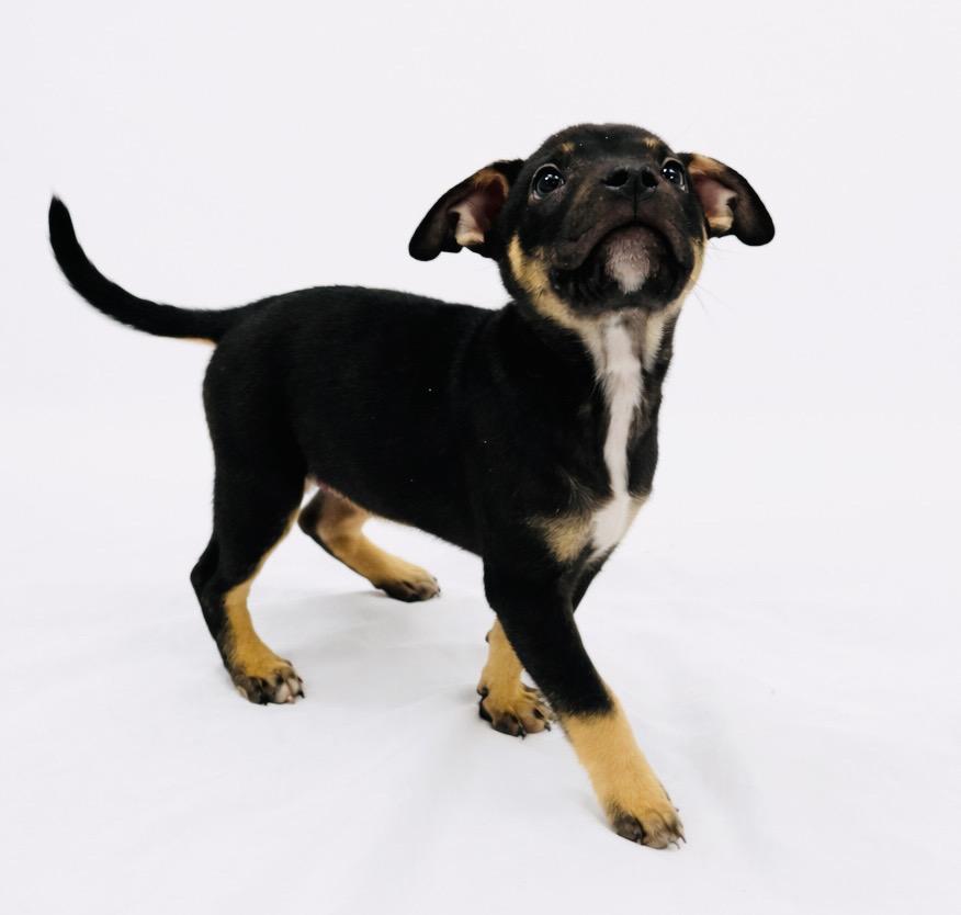 Davey #0072, ADOPTABLE, Puppy Male Feist.