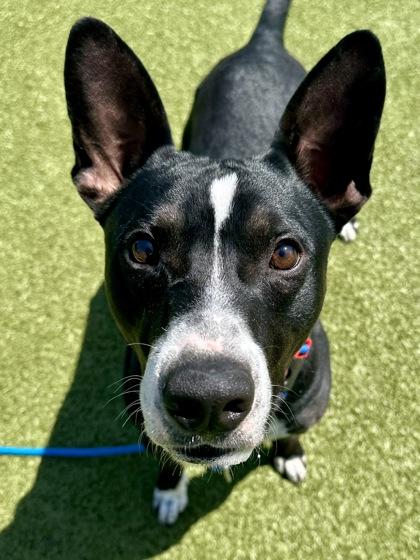 Enlarge Rock Star, a Adoptable mixed breed in Wichita, KS image 3/3