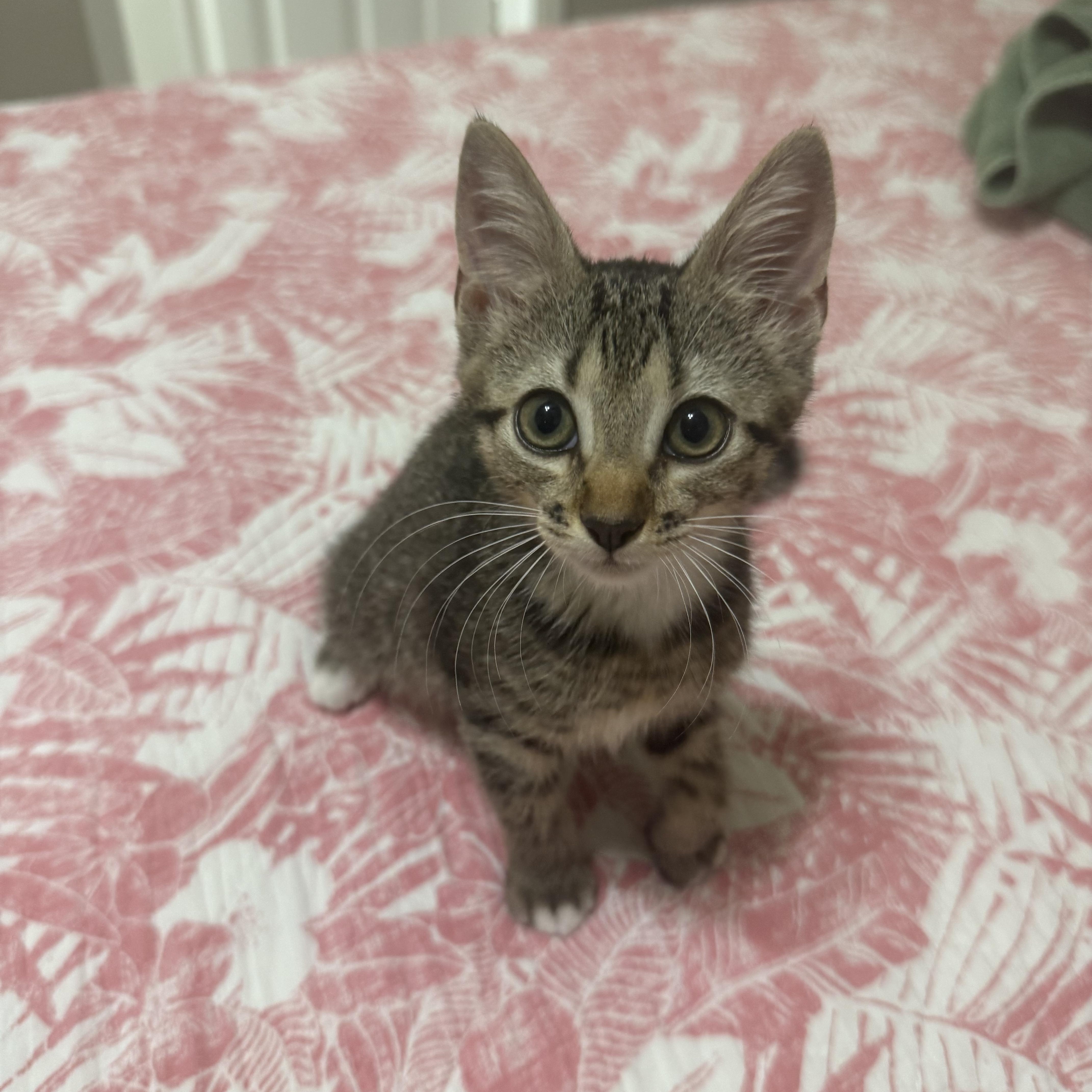 Gravy, Adopted, Kitten Female Domestic Short Hair & Abyssinian.