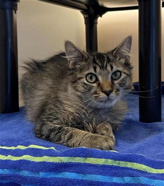 SMITTY, Adoptable, Kitten Male Domestic Long Hair.