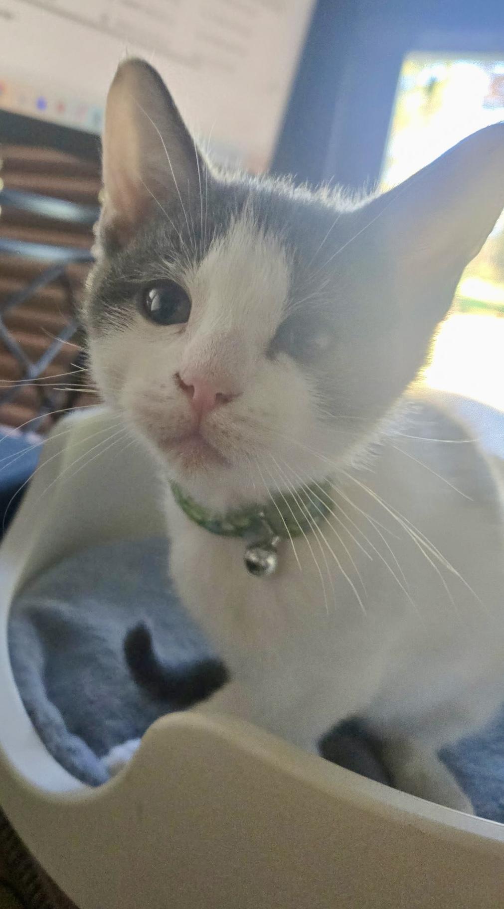 Storm, Adoptable, Kitten Male Domestic Short Hair.