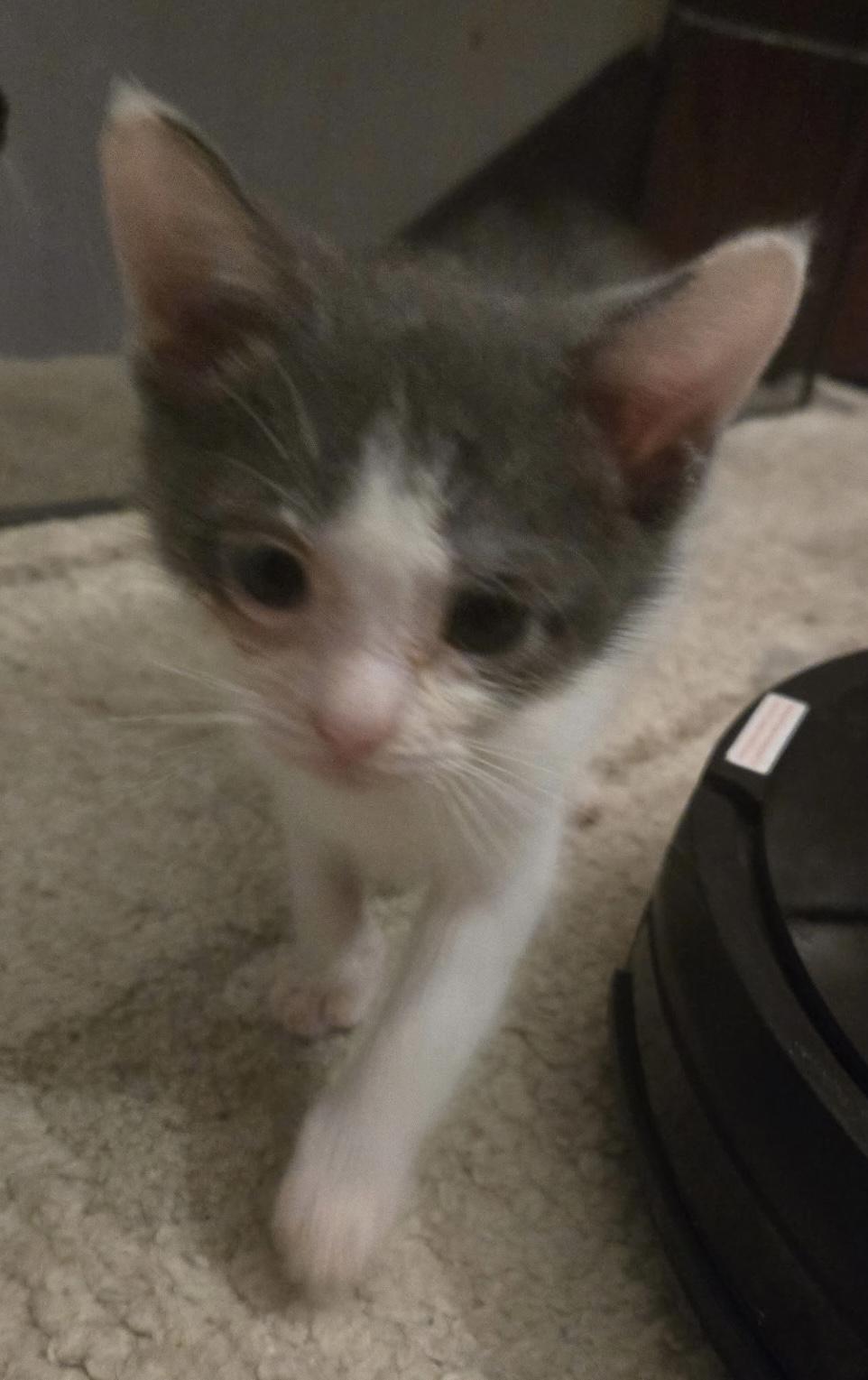 Enlarge Storm, a Adoptable mixed breed in Cleveland, OH image 2/3