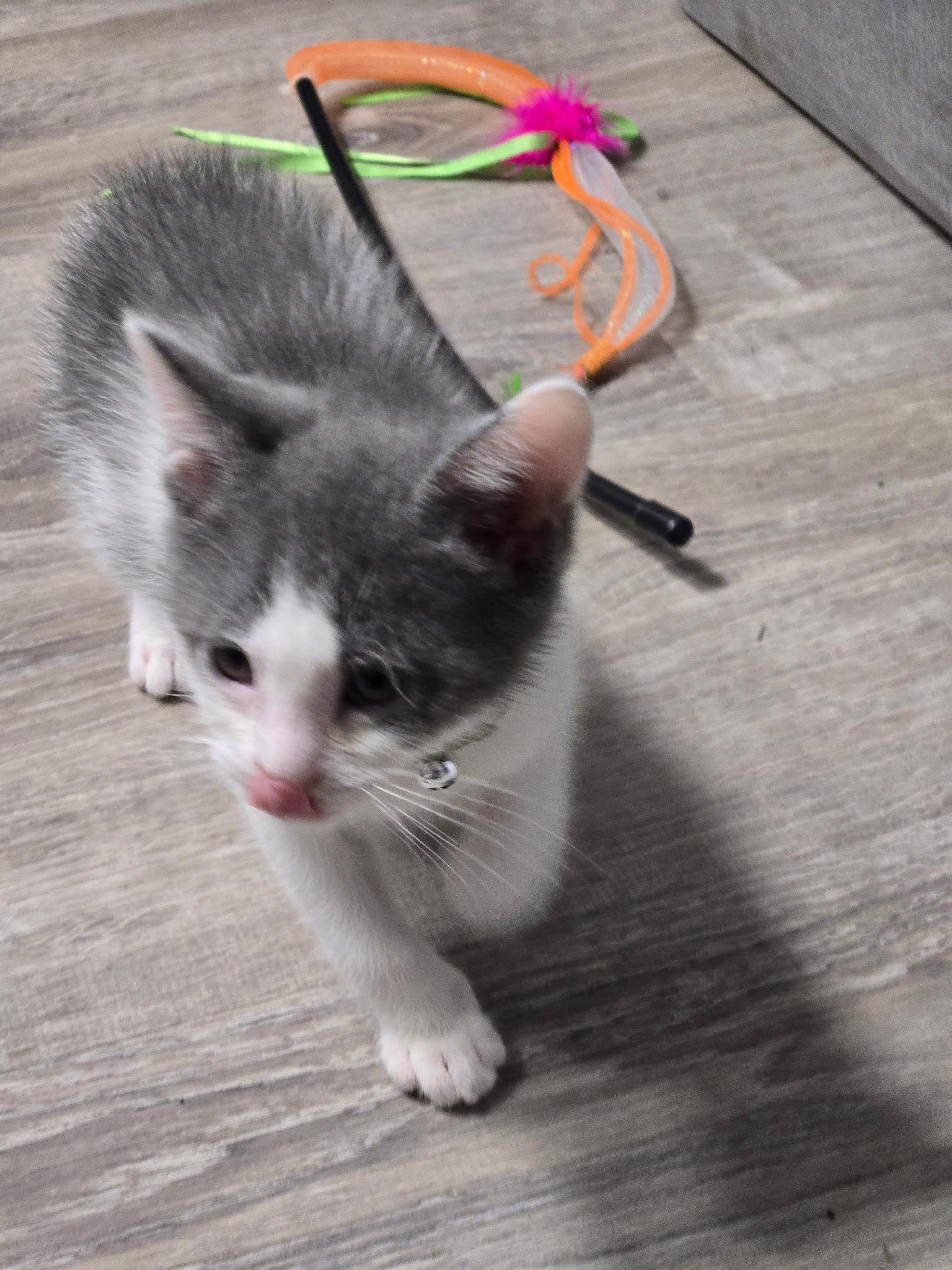 Storm, Adoptable, Kitten Male Domestic Short Hair.