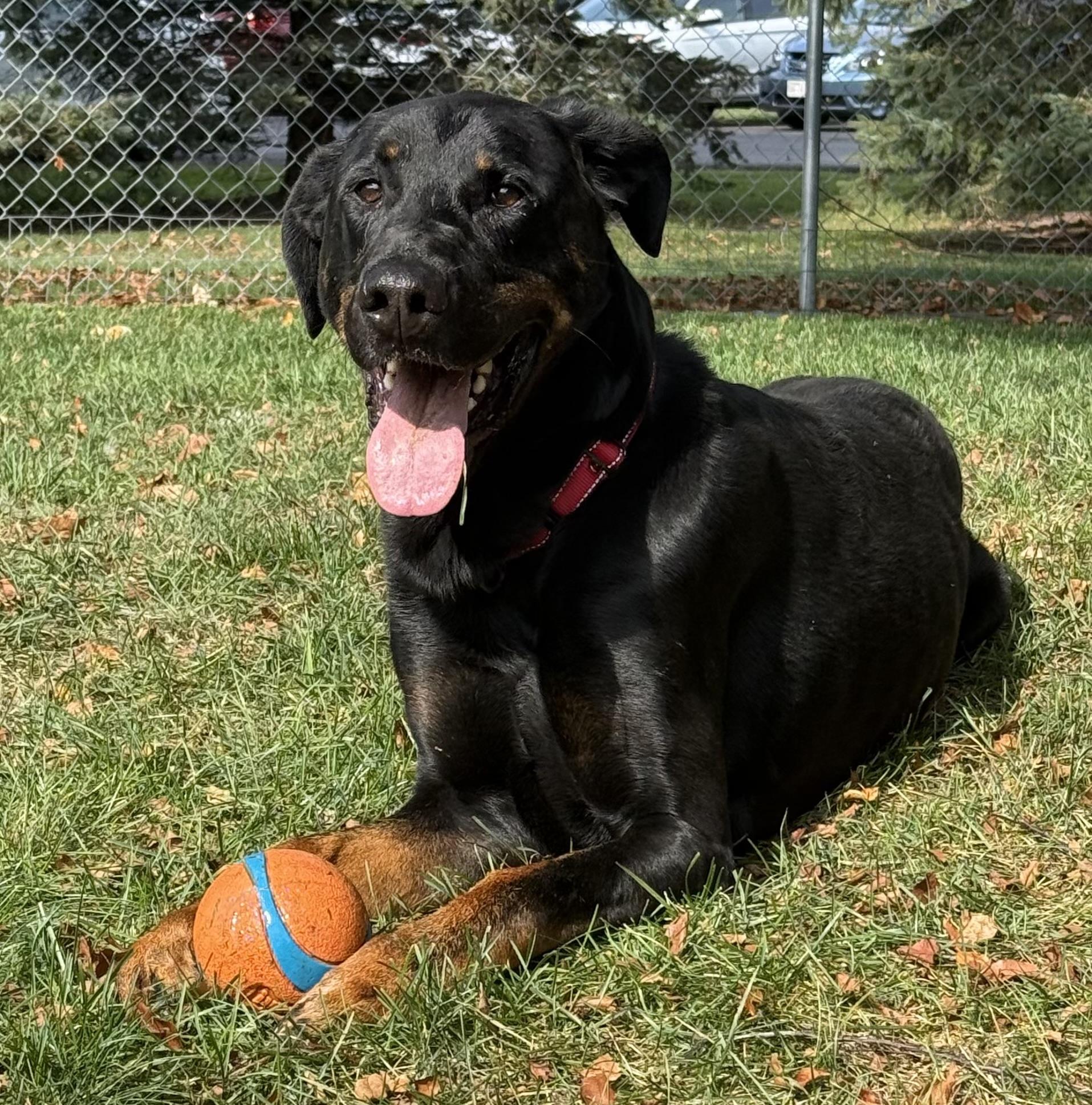 Bronx, an adoptable Doberman Pinscher in Amery, WI, 54001 | Photo Image 2