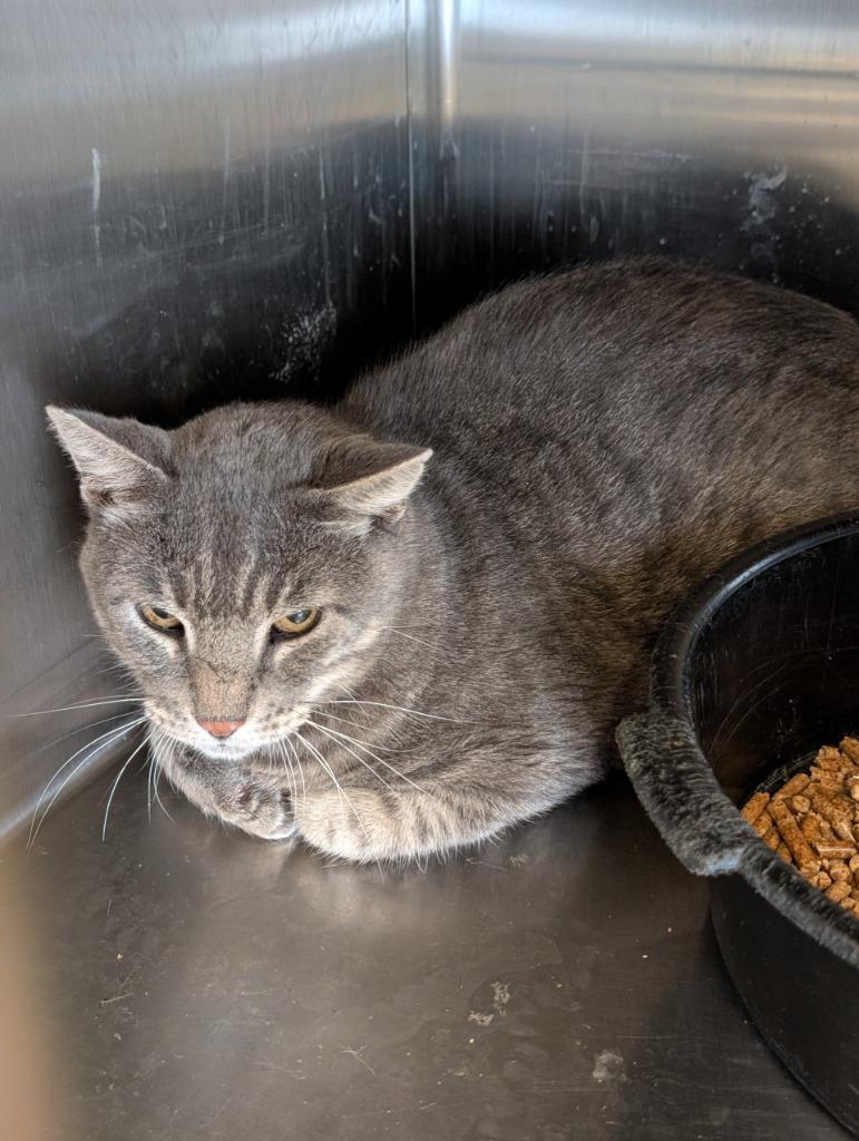 Bruce, Adoptable, Adult Male Domestic Short Hair.
