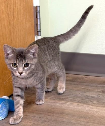 Enlarge Arlis, a Adoptable mixed breed in Lombard, IL image 2/4