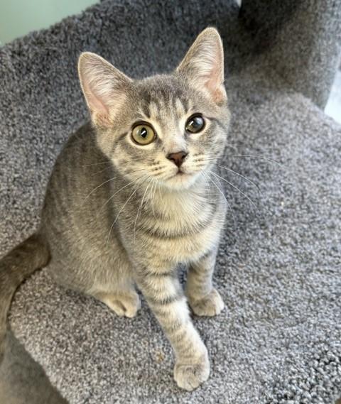 Arlis, Adoptable, Kitten Male Tabby & Domestic Short Hair.