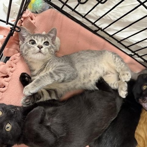 Enlarge Arlis, a Adoptable mixed breed in Lombard, IL image 4/4