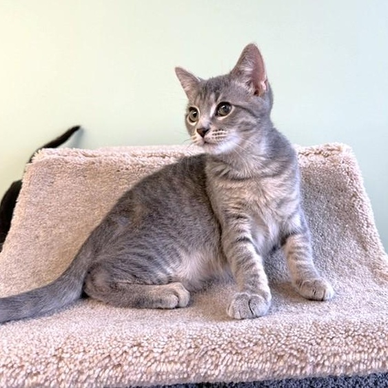 Enlarge Arlis, a Adoptable mixed breed in Lombard, IL image 3/4