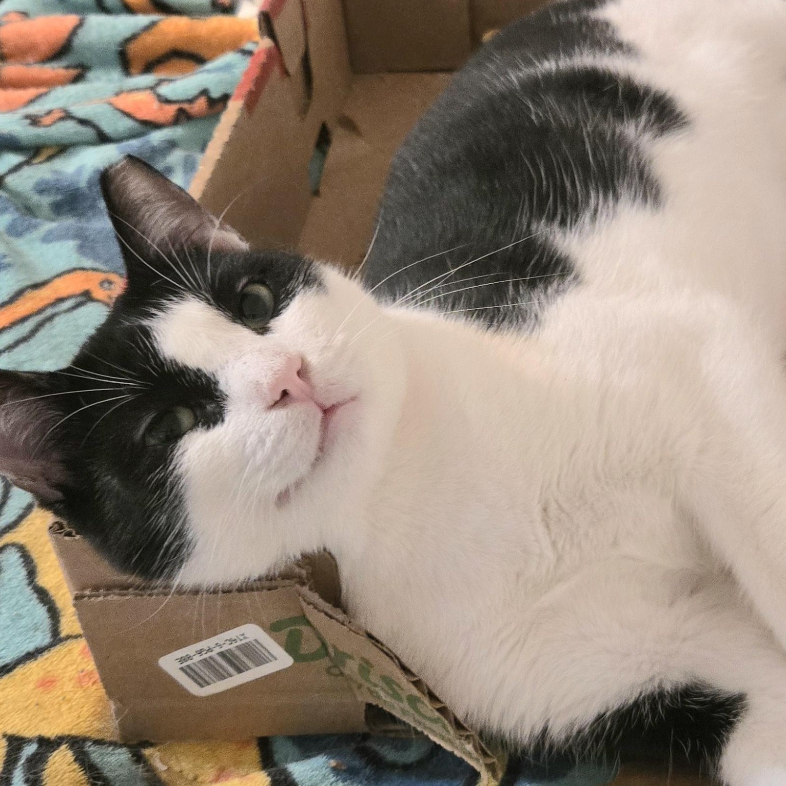 Snoopy, Adoptable, Adult Male Domestic Short Hair & Tuxedo.