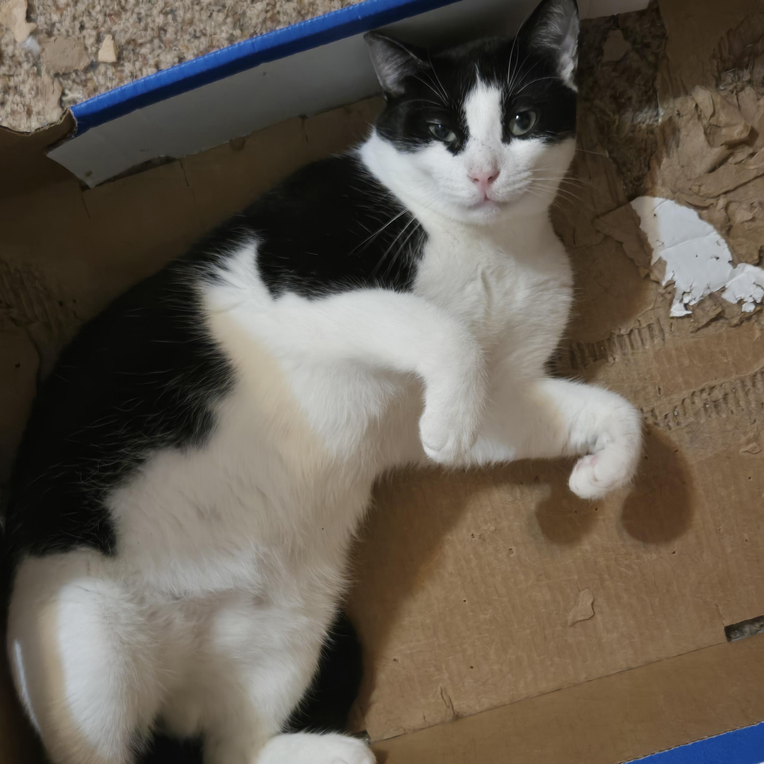 Enlarge Snoopy, a Adoptable mixed breed in Boise, ID image 2/5