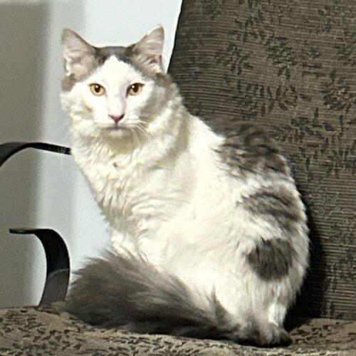 Enlarge Ozzy, a Adoptable Domestic Medium Hair in Gilbert, AZ image 1/1